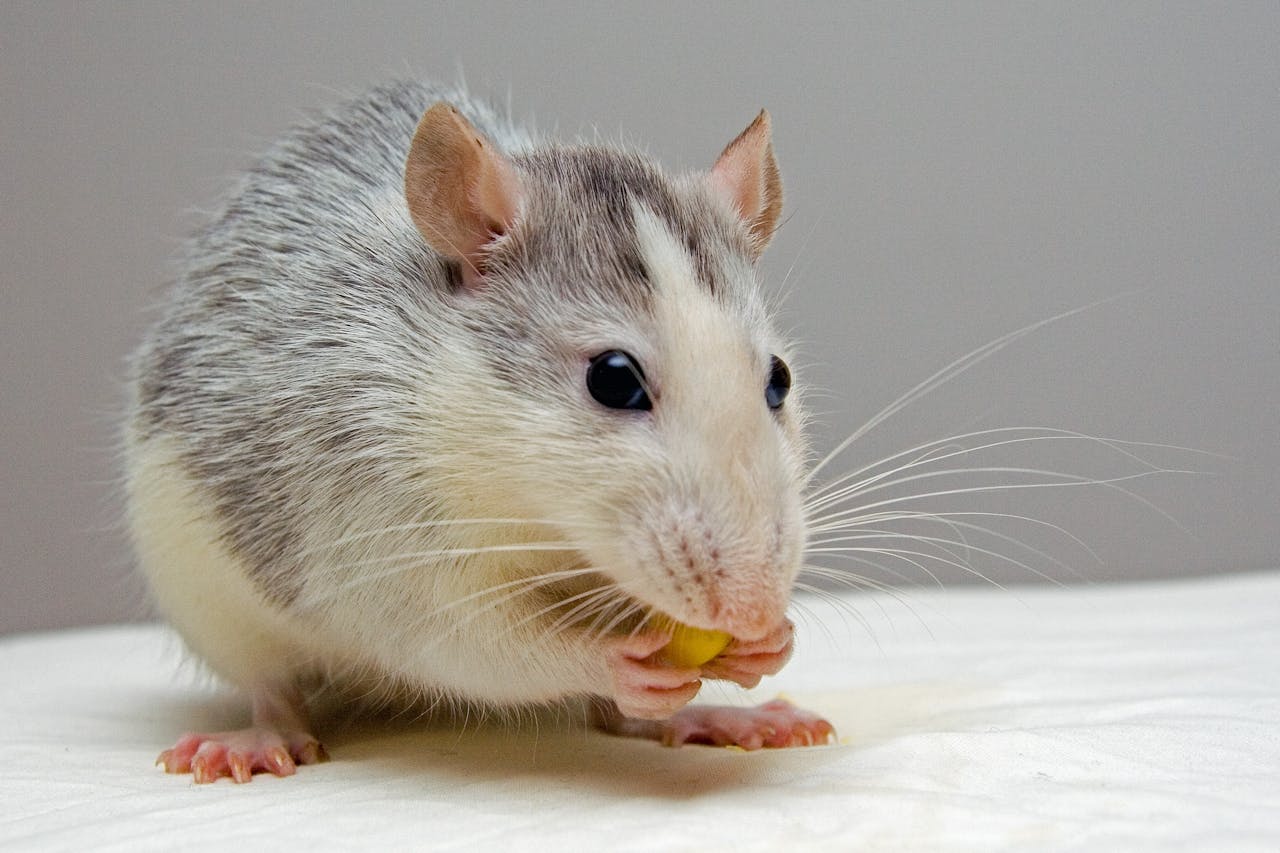 Town-and-Coastal-mouse-pest-control
